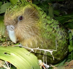 Kakapo Bird